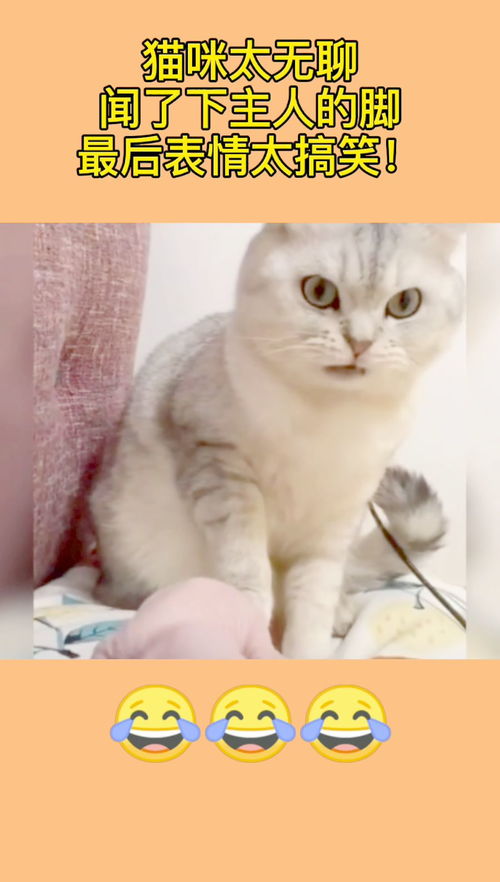 猫咪太无聊闻了下主人的脚,最后表情太搞笑