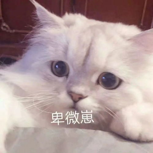 小猫还不睡吗人家昨天上夜班耶