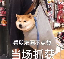 超级搞笑优秀微信背景图既然来了,那就磕个头再走吧