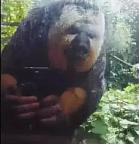 表情5张让眼睛崩溃的错觉图,坐着尿尿的小哥,会玩手机的猩猩忒搞笑表情