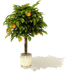 盆栽3d植物橘子树模型设计图下载图片3.29mb其他模型库其他模型