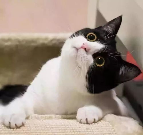 超沙雕的猫咪头像