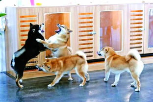 激萌品咖啡吃甜点撸柴无锡这家柴犬咖啡馆,分分钟撸出512g表情包