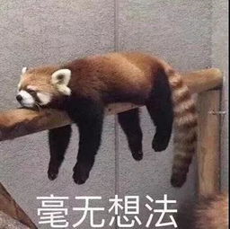 搞笑段子老婆说,你打呼噜,我就拽你的头发,所以你会脱发