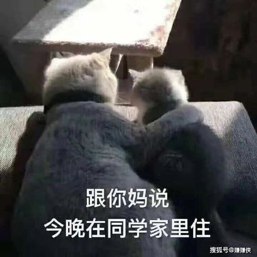 搞笑表情包图片沉重的打鸡,你住口