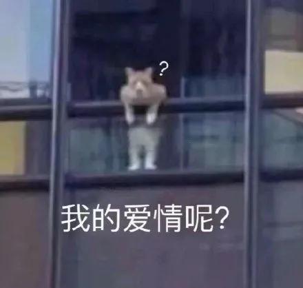 七夕搞笑表情包青蛙孤寡单身狗出租一套