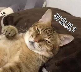 科研实锤让猫咪睡在你床上好处更多