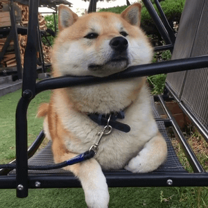 最全微信柴犬表情包大全合集,搞笑斗图贱表情包