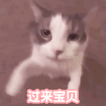 表情包丨今日份快乐源泉