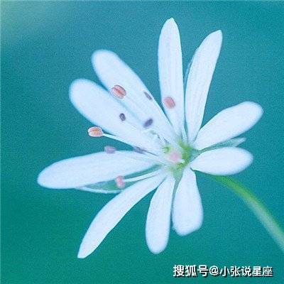 3生肖女惹不起,天生就是凤凰命,越大越迷人,越老福气越大女人属狗家庭