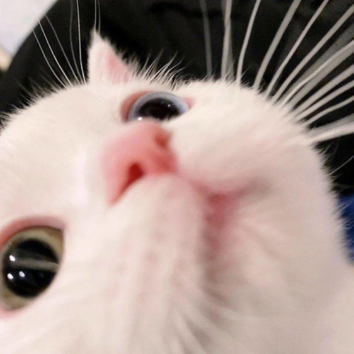 网红猫咪小奶猫蛋崽表情包