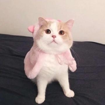 猫咪情侣头像一人一张配对可爱呆萌猫咪情侣头像2020