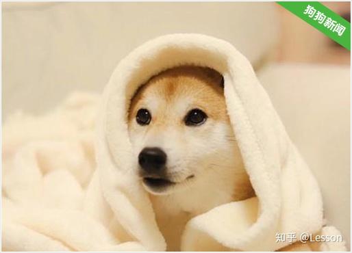 柴犬,让人迷恋的绝不止微笑和表情包