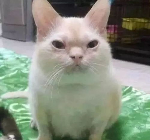 爆笑猫图表情包又来啦