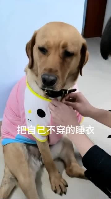 搞笑萌宠这表情,你们来评判狗生艰难啊