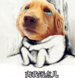 女主人早餐煮了两颗鸡蛋,却凭空消失,转头看向汪星人瞬间笑翻