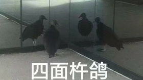 守护的意义,神恩颂歌友情客串