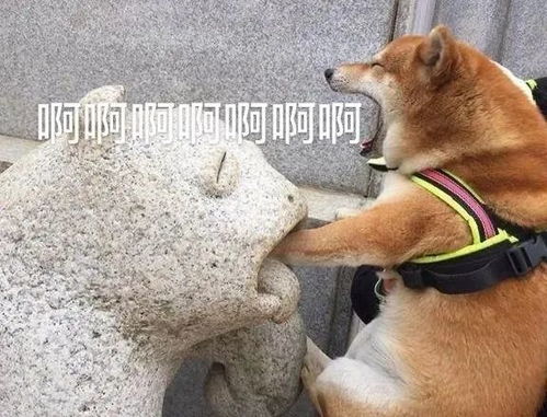 听说这些梗只有本专业的人才懂