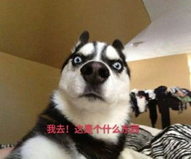 哈士奇专为表情包而生的狗狗