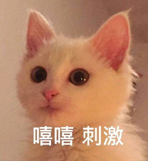 有没有一些比较拽比较野的文案