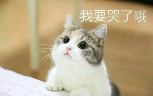 壁纸头像超可爱搞笑猫咪表情包