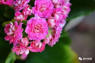 除了康乃馨,母亲节,还可以送这些花哦