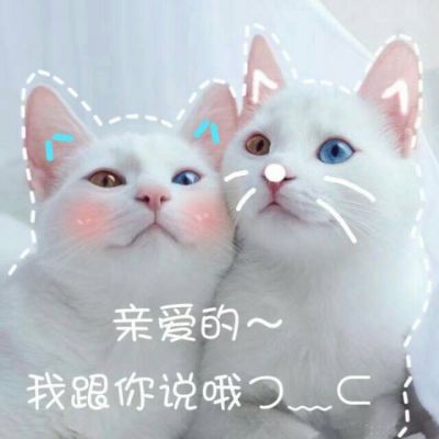 可爱猫咪带字头像搞笑图片大全2018伸手怕犯错缩手怕错过