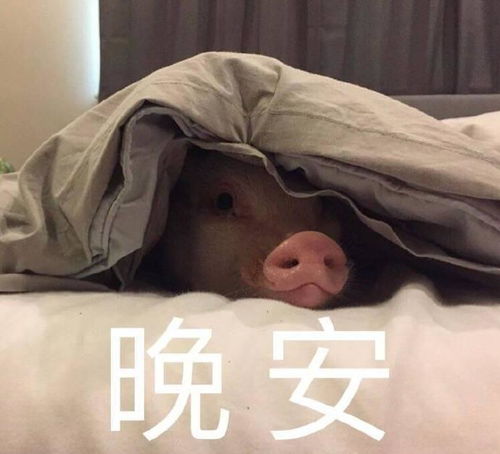 搞笑gif你以为杀马特家族已经绝迹了吗no