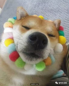 柴犬一直被称为行走的表情包,牠们总能在不经意间做出有趣的表情