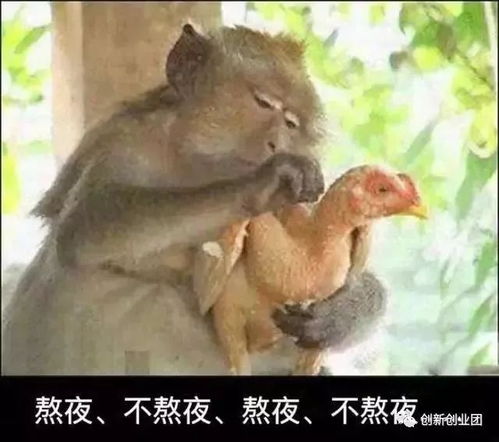 萌萌哒宠物表情包