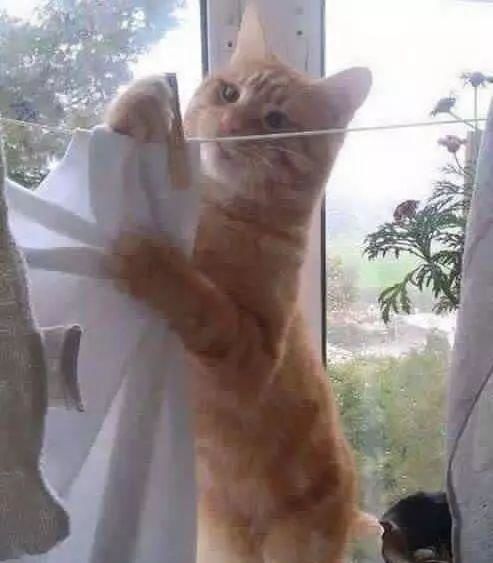 开心一刻这猫咪为了这个家,操碎了心