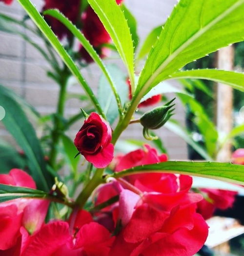 又到指甲草长成的季节,除了包指甲,它对灰指甲还有一定疗效