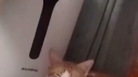 橘猫干饭人你干不过我的