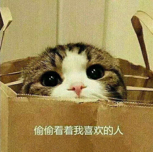 适合给对象发的表情包