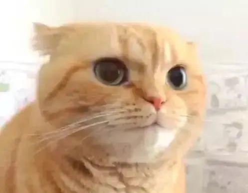 铲屎官偷拍橘猫拉粑粑,细看橘猫的小表情后,大家都笑了