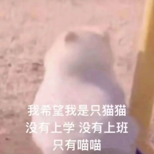 干不下去又嫁不了人的投行女们转行出路