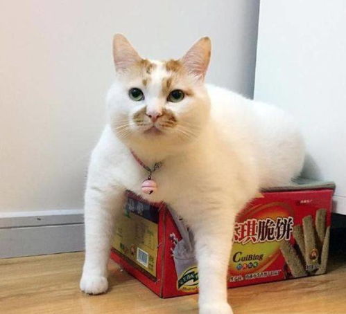 养猫才几个月,我就开始越来越讨厌猫了