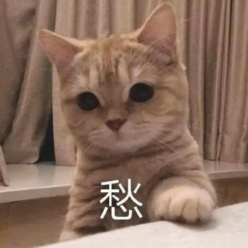 猫咪上厕所竟被围观它们却表示自己不吃亏