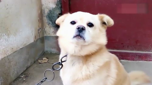 乡下小柴狗,叫它一声傻狗不愿意了,还拿眼白我