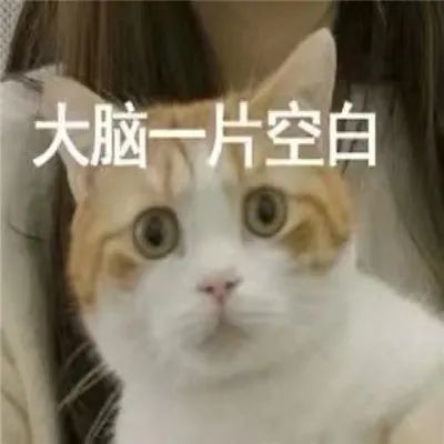 2021搞笑表情包猫咪