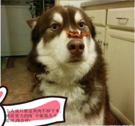 狗乱吃东西怎么办,怎么教狗狗不吃别人给的东西