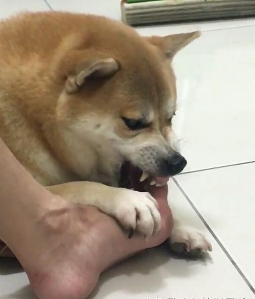 主人强迫柴犬闻自己的脚臭,柴犬的表情亮了