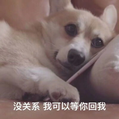 搞笑萌宠