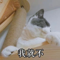 给你屁眼子一刀狗狗表情包