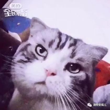 美国短毛猫,健康可爱又伶俐