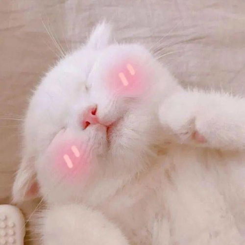 卡通情侣头像猫喂猫
