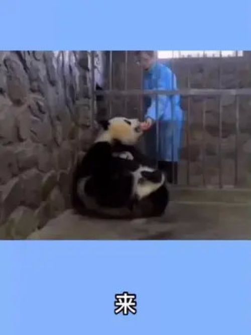 搞笑熊猫表情包开心一笑