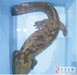 精选图片帖宁乡论坛