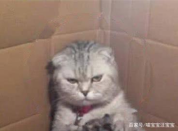 母猫生了一窝猫宝宝,母猫喂奶时的表情亮了,母猫悔不当初啊