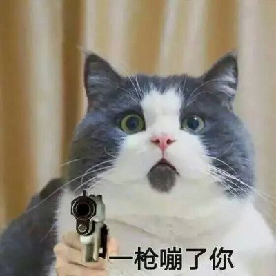 现在新社会了,猫和老鼠成朋友了